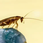 Nincs több csótány: a szakértők megnevezték a legolcsóbb és leghatékonyabb orvosságot nincs-tobb-csotany-a-szakertok-megneveztek-a-legolcsobb-es-leghatekonyabb.webp.webp